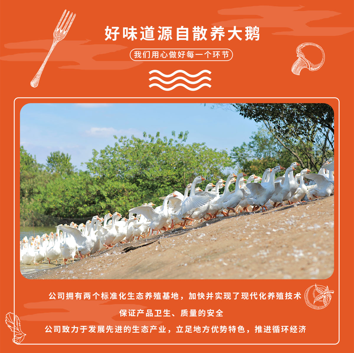 详情2鹅大礼包_02.jpg